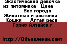 Экзотическая девочка из питомника › Цена ­ 25 000 - Все города Животные и растения » Кошки   . Алтай респ.,Горно-Алтайск г.